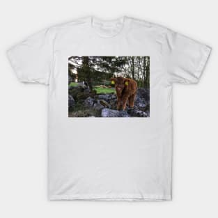 Scottish Highland Cattle Calf 1757 T-Shirt